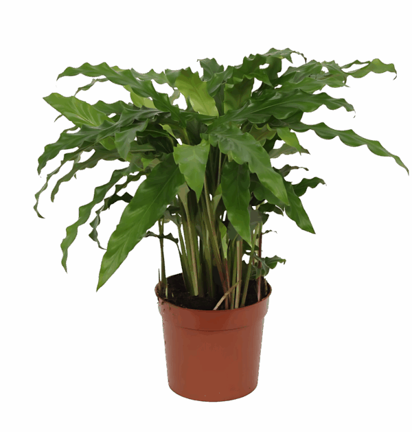 Calathea “Bluegrass” | Korbmarante | +/- 40cm | ø 12cm Topf