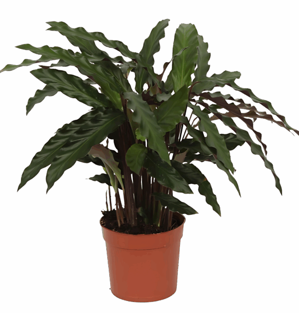 Calathea “Elgergrass” | Korbmarante | +/- 40cm | ø 12cm Topf