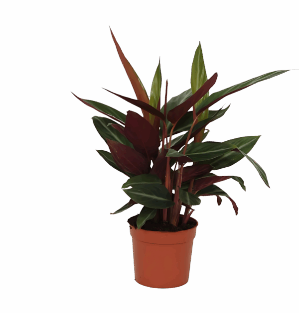 Calathea “Stripestar” | Korbmarante | +/- 40cm | ø 12cm Topf