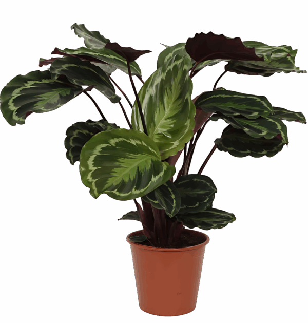 Calathea “Medallion” | Korbmarante | +/- 80cm | ø 19cm Topf