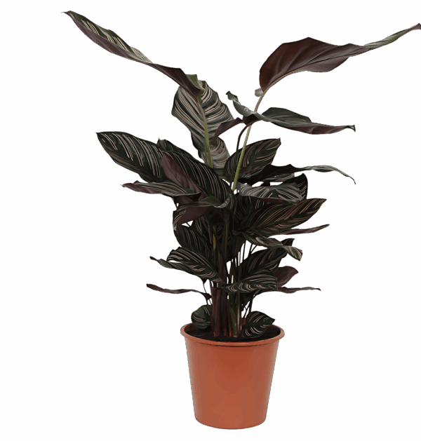 Calathea “Sanderiana” | Korbmarante | +/- 80cm | ø 19cm Topf