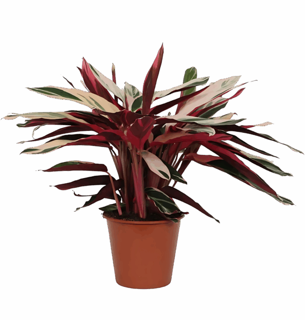 Calathea “Triostar” (Stromanthe) | Korbmarante | +/- 80cm | ø 19cm Topf
