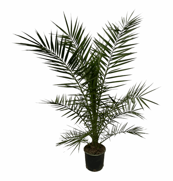 Phoenix Canariensis | Kanarische Dattelpalme | +/- 160cm | ø 22cm Topf