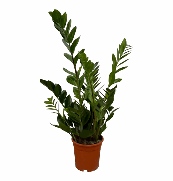 Zamioculcas Zamiifolia | Glücksfeder | +/- 75cm | ø 17cm Topf
