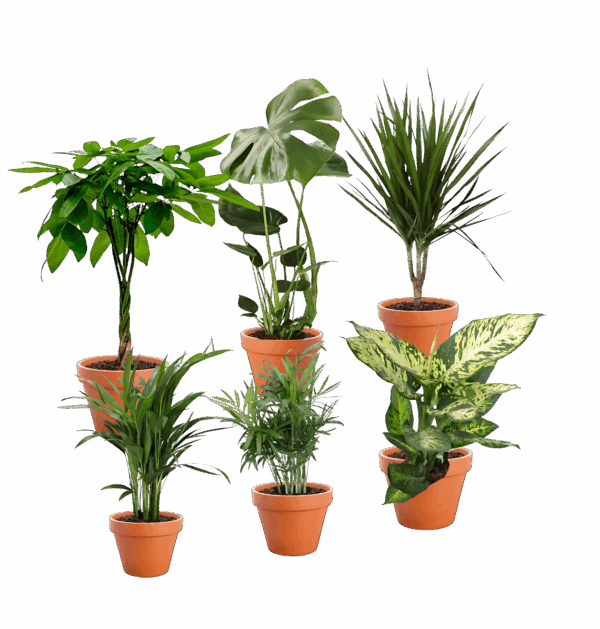 6er-Set “Exotischer Mix” | Goldfruchtpalme | Bergpalme | Dieffenbachie | Drachenbaum | Glückskastanie | Monstera | +/- 40-65cm | ø 12-15cm Topf