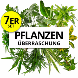 7er-Set | Pflanzenüberraschung | +/- 40-70cm | ø 12-15cm Topf