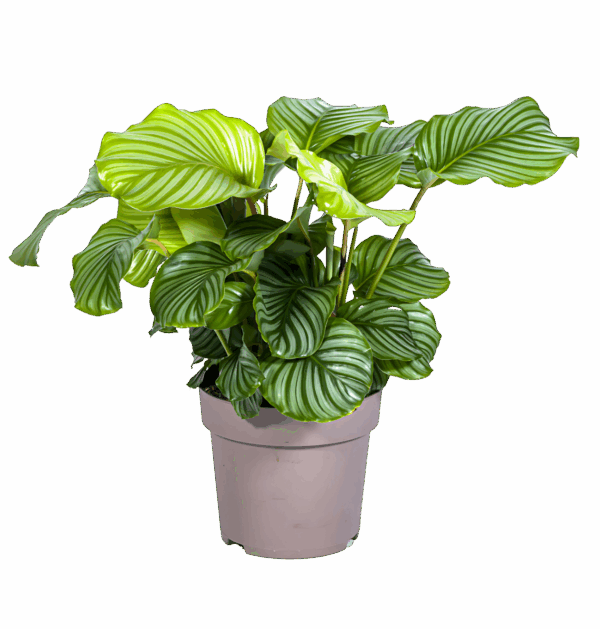Calathea “Orbifolia” | Korbmarante | +/- 80cm | ø 27cm Topf