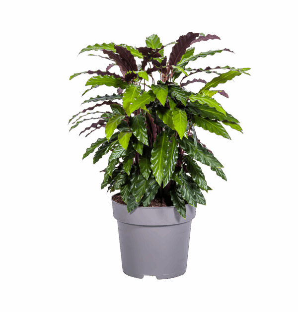 Calathea “Rufibarba” | Korbmarante | +/- 70cm | ø 27cm Topf