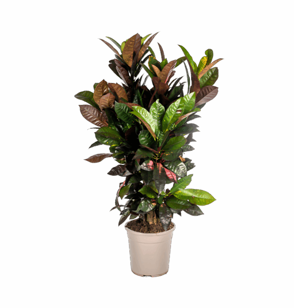 Codiaeum Croton “Iceton” | Wunderstrauch | +/- 90-100cm | ø 24cm Topf