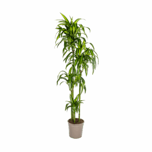 Dracaena Deremensis “Hawaiian Sunshine” | Drachenbaum | +/- 180cm | ø 27cm Topf