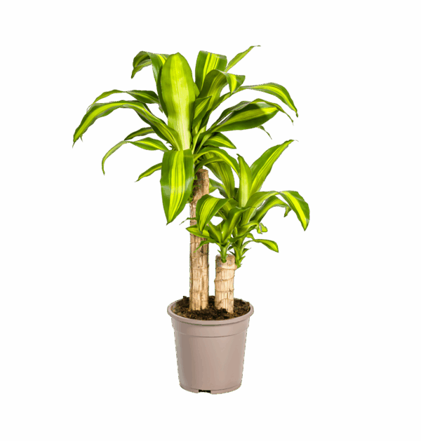 Dracaena Fragrans “Massangeana” | Drachenbaum | +/- 80cm | ø 19cm Topf