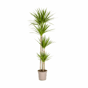 Dracaena Marginata “Green” | Drachenbaum | +/- 180cm | ø 27cm Topf
