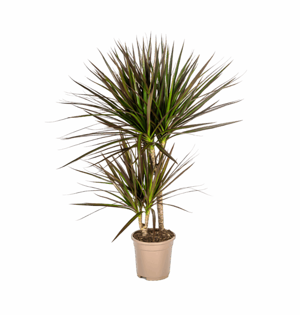 Dracaena Marginata “Magenta” | Drachenbaum | +/- 60cm | ø 17cm Topf