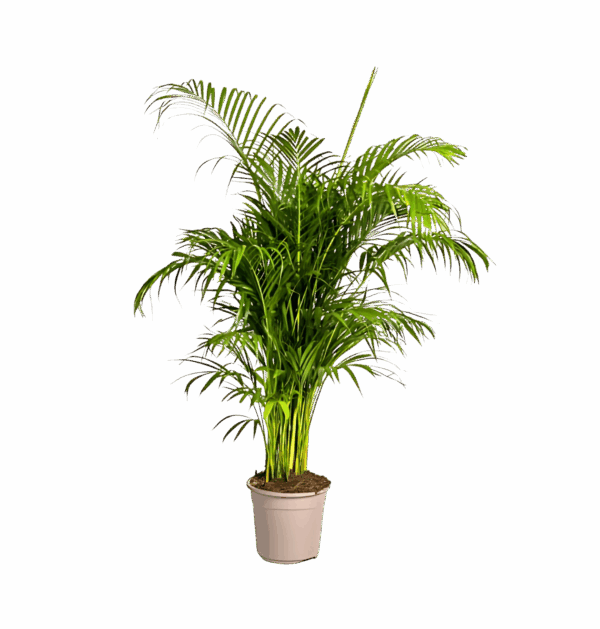 Dypsis Areca Lutescens | Goldfruchtpalme | +/- 180cm | ø 27cm Topf