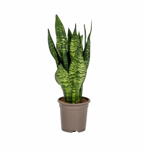 Sansevieria Trifasciata “Zeylanica Compacta” | Bogenhanf | +/- 60cm | ø 17cm Topf