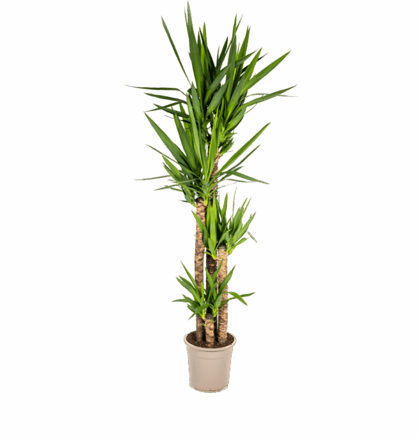 Yucca Elephantipes | Palmlilie | +/- 160cm | ø 27cm Topf