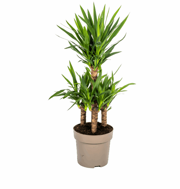 Yucca Elephantipes | Palmlilie | +/- 100cm | ø 30cm Topf