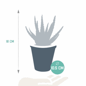Aloë zebrina Dannyz 10,5cm - zonder pot