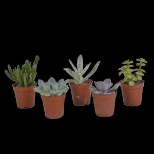 Vetplanten mix 5.5 cm - 5x - zonder pot