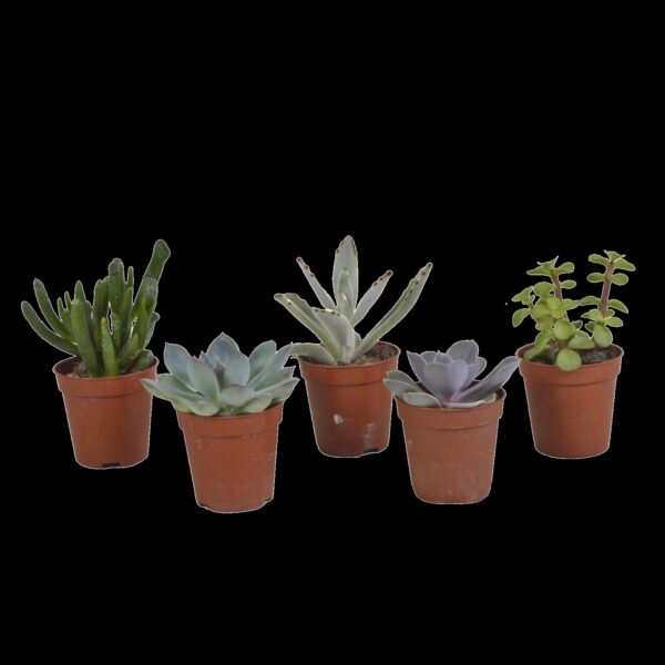 Vetplanten mix 5.5 cm - 5x - zonder pot