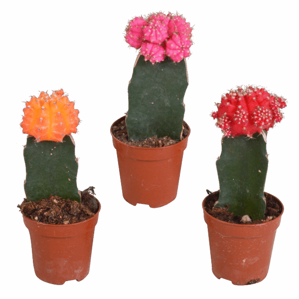 Euphorbia meloformis variegata - Gymnocalycium mix - 5,5cm - 3x