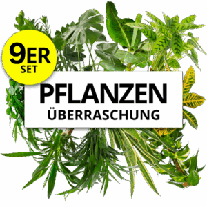9er-Set | Pflanzenüberraschung | +/- 40-70cm | ø 12-15cm Topf
