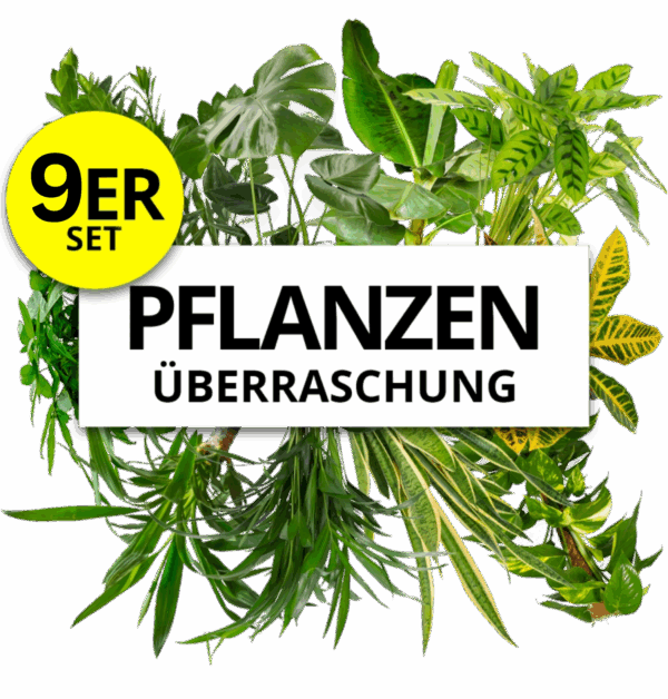 9er-Set | Pflanzenüberraschung | +/- 40-70cm | ø 12-15cm Topf
