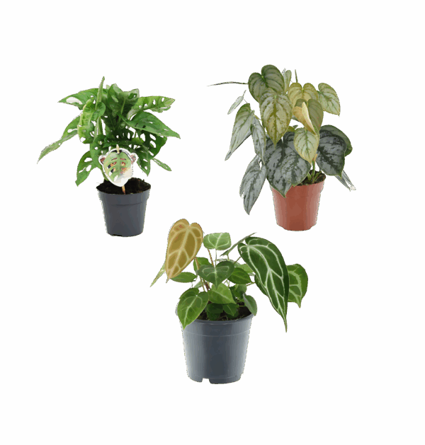 3er-Set “Grünpflanzen” | Monstera Affenblatt | Philodendron | Anthurium | +/- 25-35cm | ø 12cm Topf