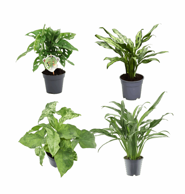4er-Set “Grünpflanzen” | Monstera Affenblatt | Aglaonema “Miss Juliette” | Aglaonema “Cutlass” | Syngonie | +/- 25-40cm | ø 12cm Topf