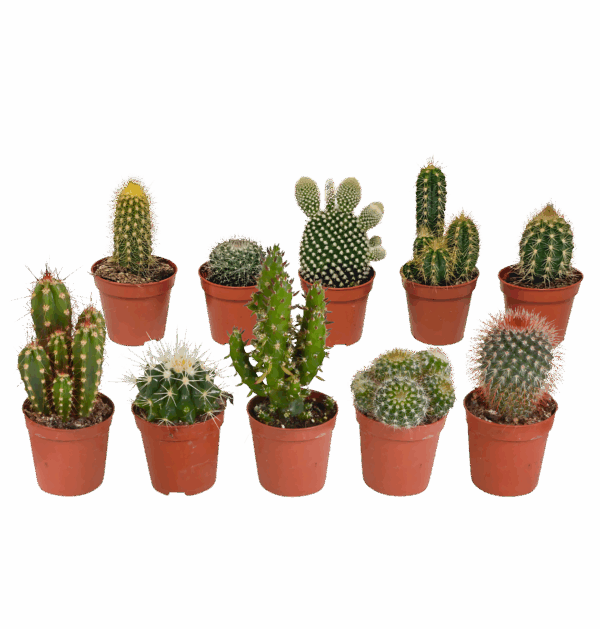 Kakteen 10er-Set (Ohne Topf) | Kaktus Mix | +/- 8-13cm | ø 5,5cm Topf