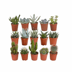 Sukkulenten Mix 15er-Set (Ohne Topf) | Kakteen & Sukkulenten | +/- 8-13cm | ø 5,5cm Topf