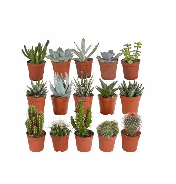 Sukkulenten Mix 15er-Set (Ohne Topf) | Kakteen & Sukkulenten | +/- 8-13cm | ø 5,5cm Topf