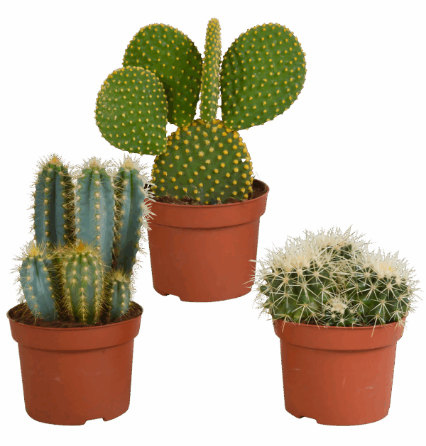 Kakteen 3er-Set (Ohne Topf) | Kaktus Mix | +/- 12-15cm | ø 10,5cm Topf