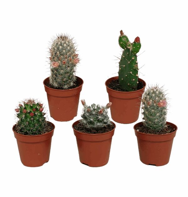 Kakteen 5er-Set Blühend (Ohne Topf) | Kaktus Mix | +/- 8-13cm | ø 5,5cm Topf