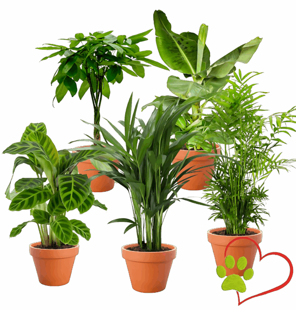 5er-Set "Tierfreund" | Bergpalme | Glückskastanie | Bananenpflanze | Korbmarante | Goldfruchtpalme | +/- 30-60cm | ø 10-15cm Topf