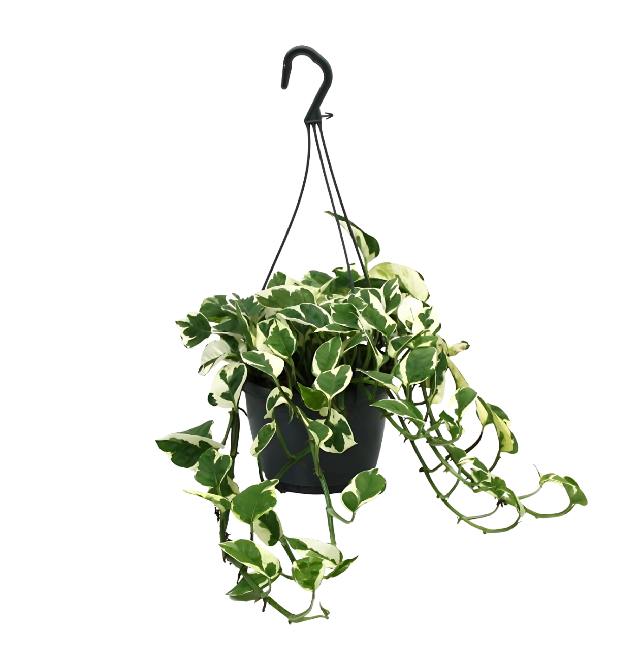 1375 1 png