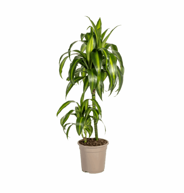 Dracaena Deremensis “Hawaiian Sunshine” | Drachenbaum | +/- 80cm | ø 19cm Topf