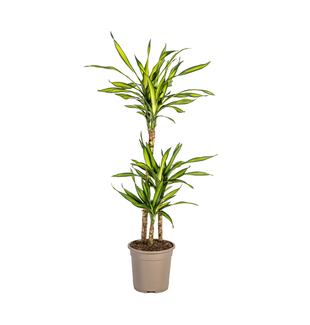 4830 1 png