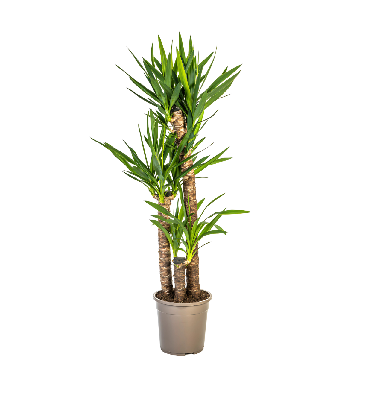 4855 1 png