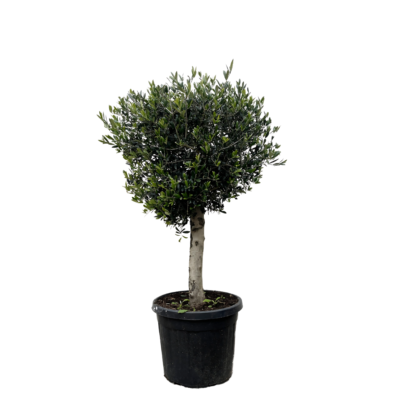 6249 1 png