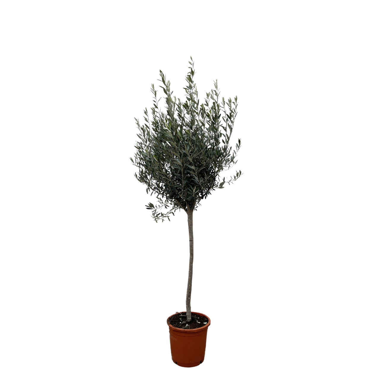 6250 1 png