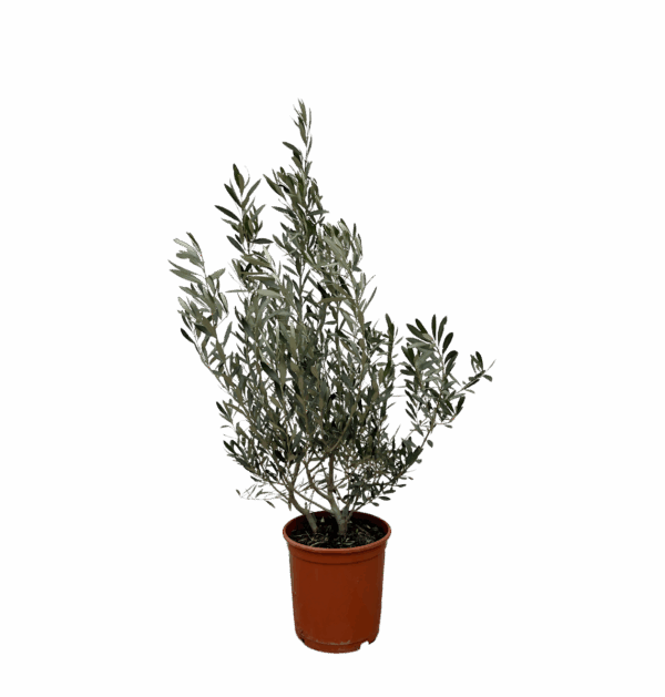 Olea Europaea “Struik” | Olivenbaum Strauch | +/- 100cm | ø 25cm Topf