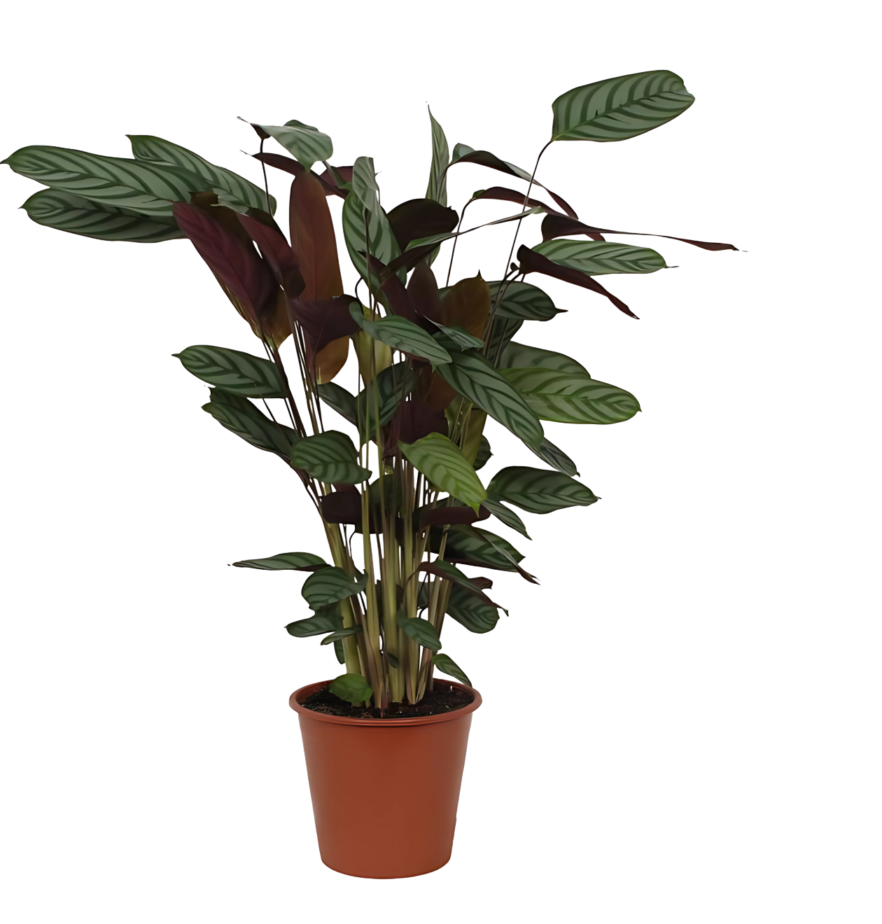 6847 1 png