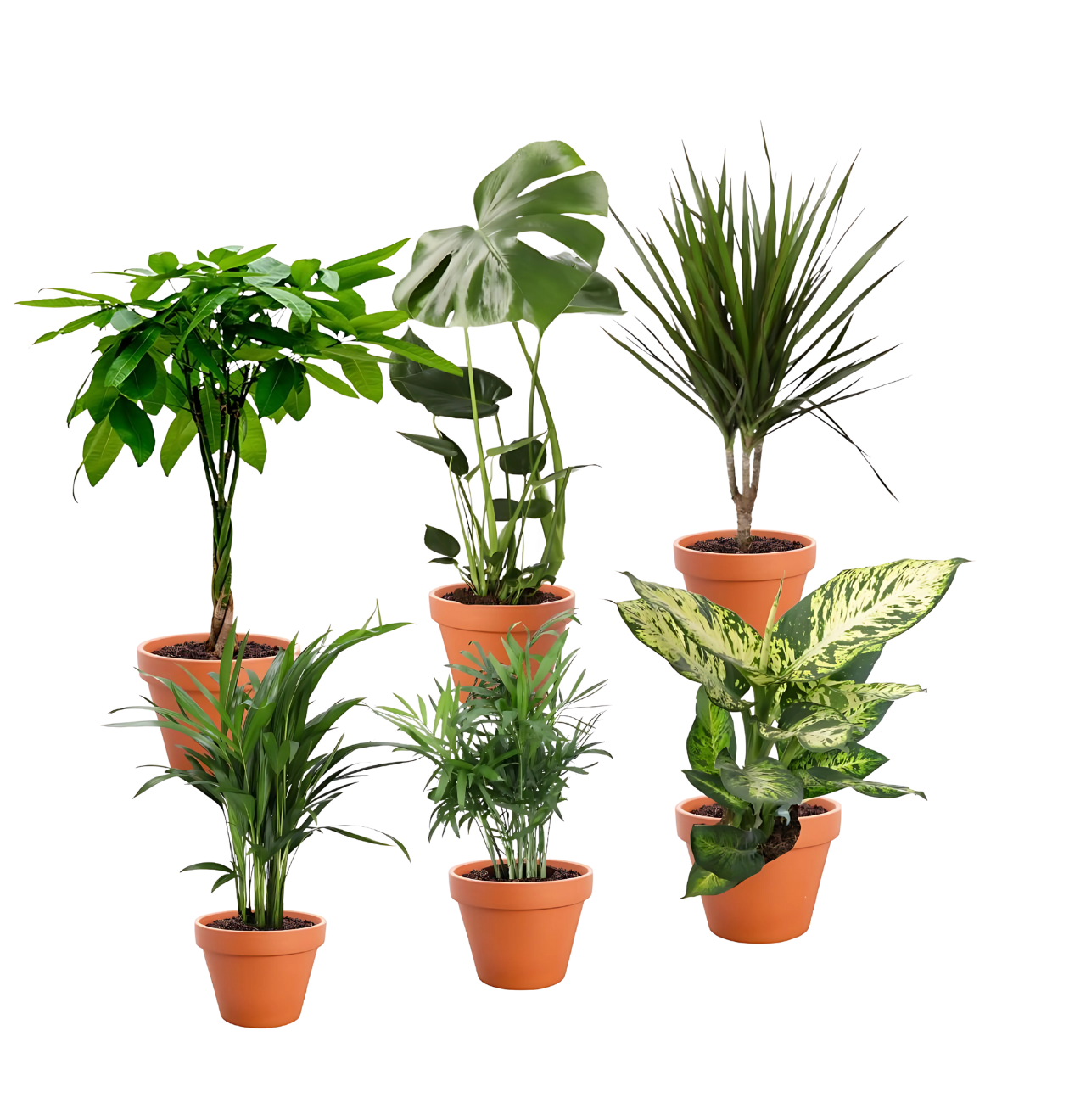 6er-Set “Exotischer Mix” | Goldfruchtpalme | Bergpalme | Dieffenbachie | Drachenbaum | Glückskastanie | Monstera | +/- 40-65cm | ø 12-15cm Topf 3 6er Set Exotischer Mix 1260 x 1320