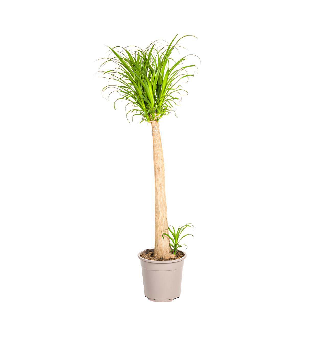 8368 1 png
