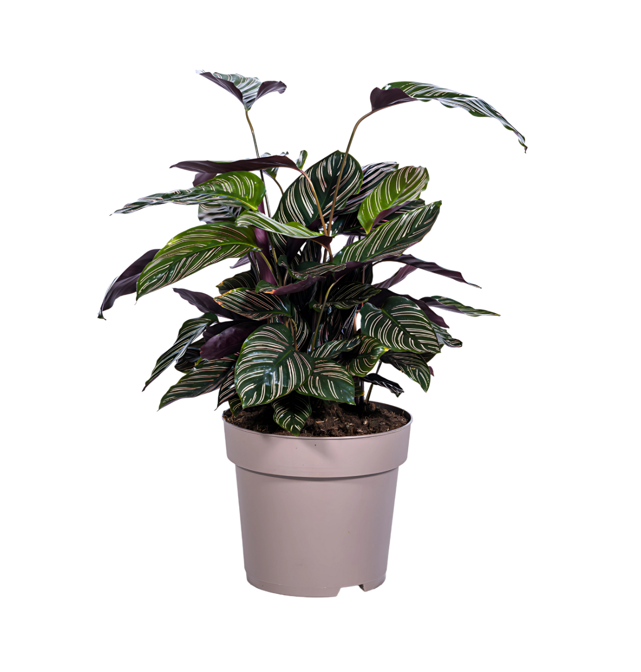 Calathea Ornata “Sanderiana” | Korbmarante | +/- 70cm | ø 27cm Topf 5 8371 1 png