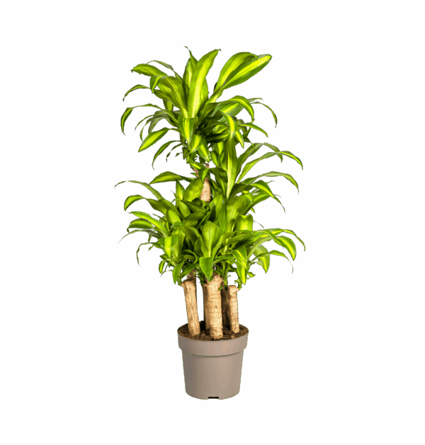 Dracaena Fragrans “Massangeana Karussell” | Drachenbaum | +/- 140cm | ø 30cm Topf