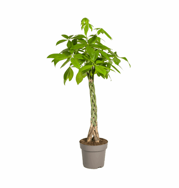 Pachira Aquatica | Glückskastanie | +/- 140-150cm | ø 27cm Topf