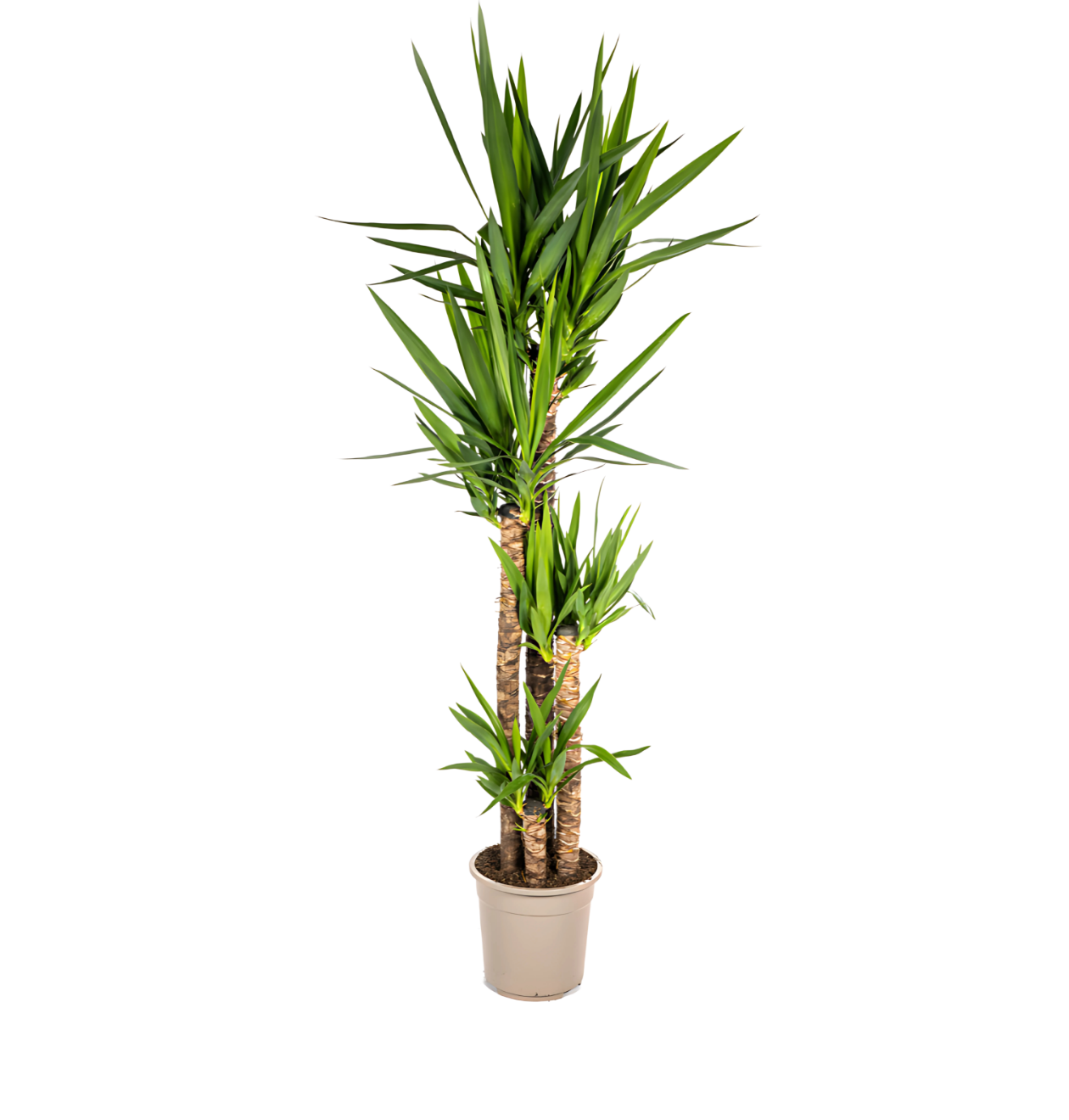 8399 1 png