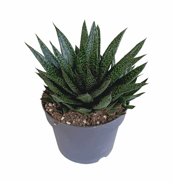 Gasteria “D Due” | Sukkulente | +/- 25-35cm | ø 17cm Topf